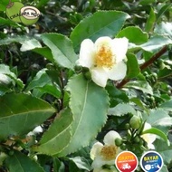 bibit teh hijau bibit. asli setek. 7 pohon