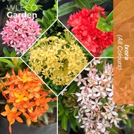 Ixora Orange, Pink, Rose, Sunkict Red, White, Yellow, Vietnam - WL Eco Garden