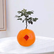 大吉大利的橘子 竹柏 室內盆栽
