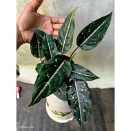 Sindo - Aglaonema Srikit Costatum Plant  A Beautiful Foliage Marvel for Your Indoor Garden and Plant Rack