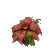 BROMELIAD PLANT: TRECHSER CHEST