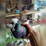 BURUNG MERPATI DARA BLANTONG/PLONTANG HIDUP