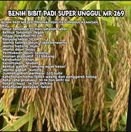 BENIH BIBIT PADI SUPER UNGGUL MR 269 KWALITAS TERBAIK SUPER GENJAH