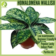 [Local Seller] Homalomena Wallisii Houseplant Indoor Plant Pot Size 0.5 gal | The Garden Boutique - 