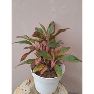 Sindo - Aglaonema Aurora Lush Live Plant HC998SGBEU