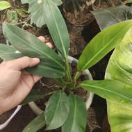 GREEN ORLANDO PHILODENDRON STABLE!!!!