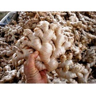 Jahe Gajah 1kg Fresh/ Jahe Putih Super /Jahe Gajah