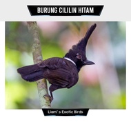 Burung Cililin Hitam Jantan Voer total