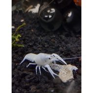 Snow White Ghost Crayfish 白雪幽灵螯虾 lobster air tawar