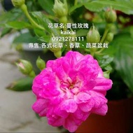 蔓性玫瑰盆栽