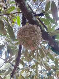 Anak Pokok Durian Duri Hitam Black Thorn D200 dan Musang King D197