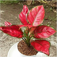 Aglaonema Red Anjamani/red Anjamani/aglonema Red/aglonema Merah