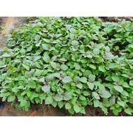1 ounce of perilla seeds