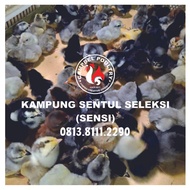 DOC Anak Ayam Kampung SENSI (Sentul Seleksi)