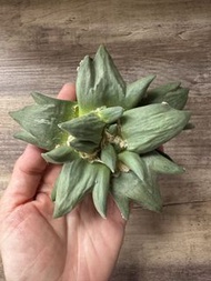 三指疣牡丹 龍牙牡丹 岩牡丹 多肉植物 塊根