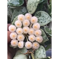 Hoya Krohniana Eskimo  - Rare (real plant)