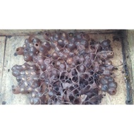 Madu Lebah Kelulut 100% Asli