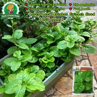 150pcs/pack Malabar Spinach Seeds for Planting Vegetables Giant Malabar Spinach Seeds Gynura Cusimbu