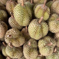 terbaru durian montong palu parigi utuhan/butiran