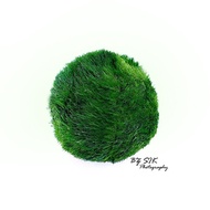 Aquatic Marimo Moss Ball 3-4cm （绿藻球3-4cm）