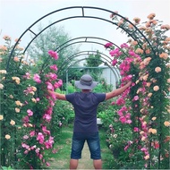 Metal Garden Arch Gothic Arbor Climbing Rose Plants Outdoor Archway Trellis 8ft Wedding Party Decor