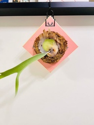 銀鹿 鹿角蕨上板 森林系壁植 畢業 新居落成 開幕誌慶禮