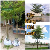 Cây Bàng Đài Loan - Bàng Lá Nhỏ Cây cao 1m-1m2