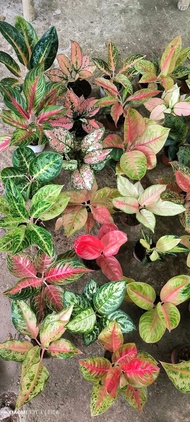 Aglaonema plants RARE VARIETIES (actual photo)