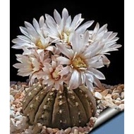gymnocalycium ragonesei 7cm pot and 5cm pot（一物一拍