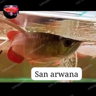 Ikan arwana sb super red Chili short body arowana sr