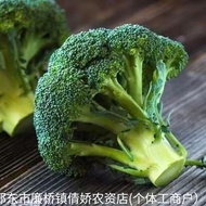 Broccoli Seeds Four Seasons Cauliflower Emerald Vegetable Seeds High Cauliflower Seeds