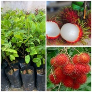 Anak pokok rambutan anak sekolah hybrid