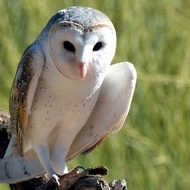 Burung Hantu Tyto alba/Barn owl anakan brancher