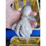 baby octopus, sotong kurita, 八爪魚 1kg pack