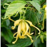 Anak Pokok Bunga Kenanga Hybrid/ Pokok Kenanga