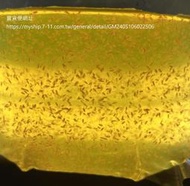 「高雄養水蚤」大米蚤1包800隻以上，純氧充填降低死亡。可加購60倍濃縮綠藻水1公升或0.5公升。