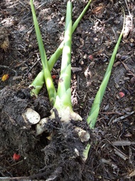 RIZOM/SULUR POKOK BUNGA KANTAN(bunga pink)-2 batang/pcs berakar.with root.