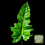 Philodendron Lime Fiddle IOB