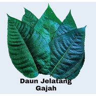 Daun Jelatang Gajah/Frame daun kering/Minyak Syifa