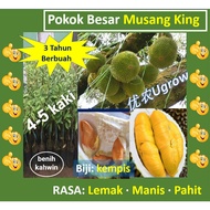 Pokok Besar Durian Musang King D197  Pokok Musang King 猫山王 大树苗 树苗 Sapling Durian Musang King（4.5-5.0 kaki）