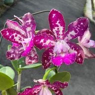 Cattleya Royal Cognac 'Wilson'