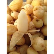 Dried dwarf root 3kg