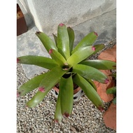 bromeliad sun king Anak pokok live plant