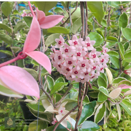 โฮย่าด่างชมพู Hoya Carnosa krimson queen  ไม้เลื้อย ใบชมพู ใบด่าง ดอกชมพู ต้นใหญ่ส่งต้นติดดอก