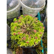 Drosera Paradoxa pre-catching pot