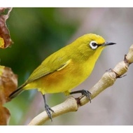 Burung pleci dakun garut bungbulang