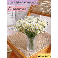 Daisy (Many Colors) Symbol Of Innocent And Pure Love Flowers For Girlfriends Lovers