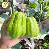 10Pcs Rare Chayote Seeds for Planting High Yield Organic Chayote Melon Seeds F1 Hybrid Sayote Seeds