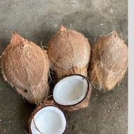 Old Coconut Milk Ingredients/Whole Coconut Milk/Coconut Fruit/Dried Coconut Milk