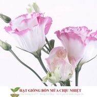 Standard anemone seeds CNY